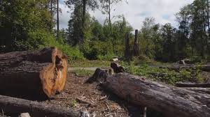 Best Storm Damage Tree Cleanup  in Franklin Center, NJ
