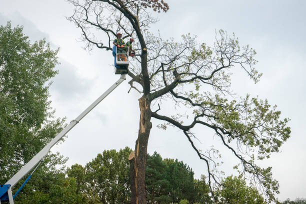 Best Tree Disease Treatment  in Franklin Center, NJ
