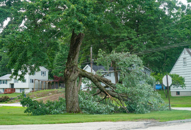 Best Lot and Land Clearing  in Franklin Center, NJ