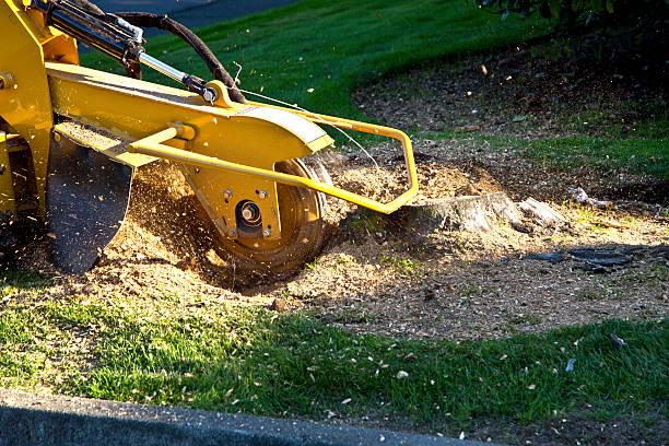 Best Lawn Renovation and Restoration  in Franklin Center, NJ